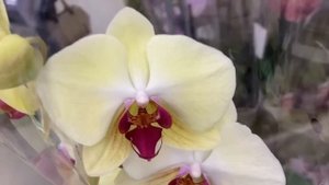 ОРХИДЕЙ НОВЫЙ ЗАВОЗ мини и стандартные орхидеи обзор