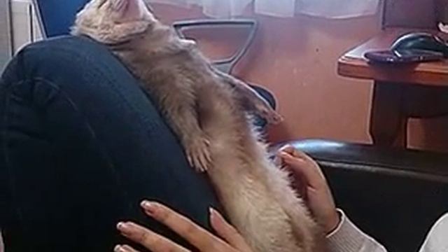 Хорёк смотреть онлайн