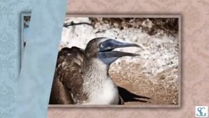 Галапагосы