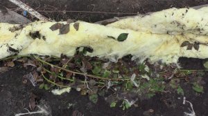 Когда открывать и подвязывать ежевику, виноград весной.