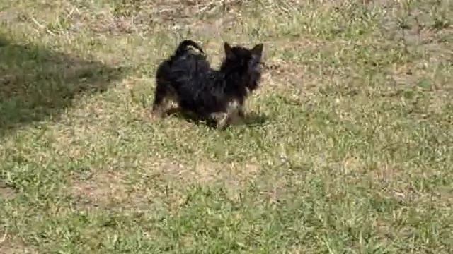 Щенки Австралийского силки терьера смотреть онлайн