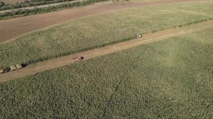 Уборка кукурузы "Кабардинка" на силос