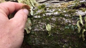 Turkey Tail vs. False Turkey Tail  Medicinal Mushrooms