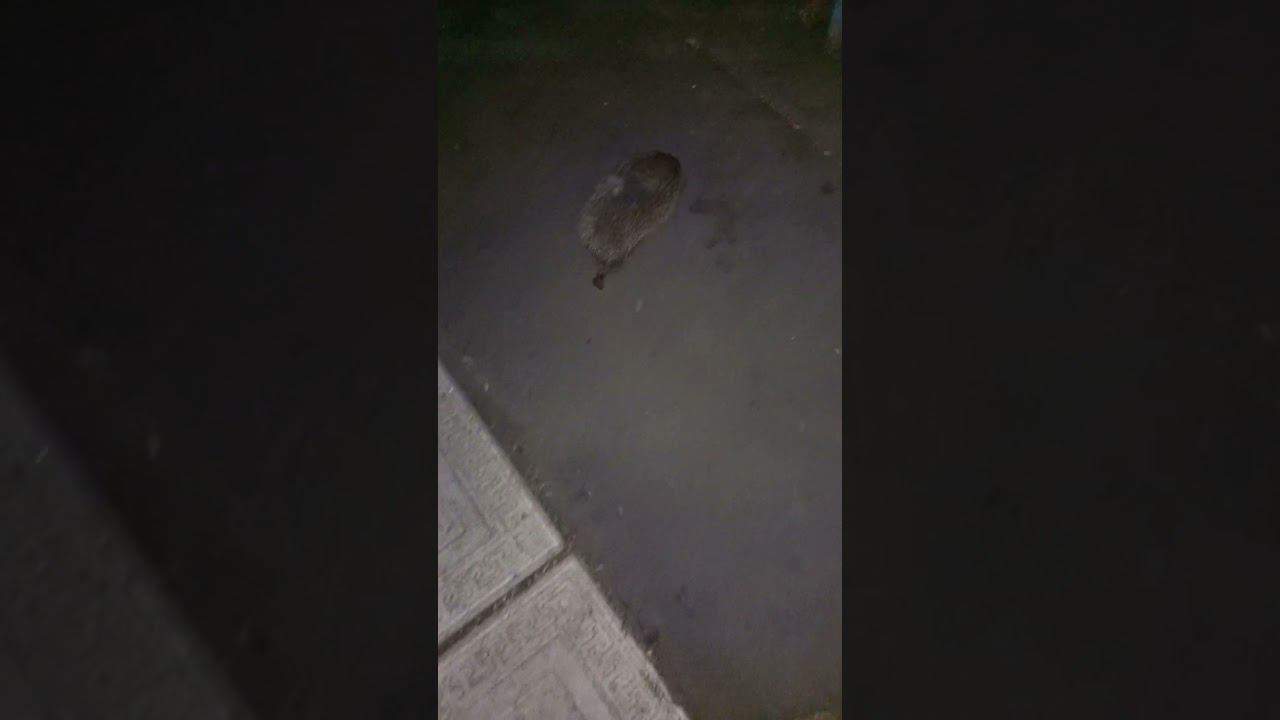 Местный ёжик. смотреть онлайн