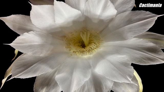 Echinopsis Subdenudata Cactus in Bloom - May 2019