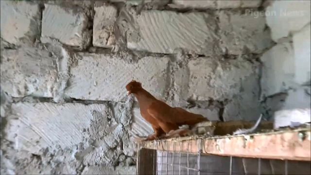 Чем Кормить Голубеи После Закрытие Сезона смотреть онлайн