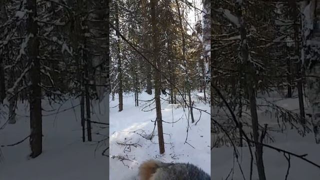 ОЧЕРЕДНОЙ ТРОФЕЙ. ВОЛК В КАПКАНЕ// ANOTHER TROPHY. THE WOLF IN THE TRAP смотреть онлайн