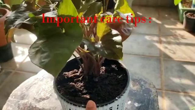 All about syngoniumsArrowhead plant careसगनयम क बर म सपरण जनकरRepotting syngonium