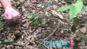 Белые грибы пошли. Тульская область