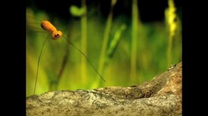 Minuscule - A Gust of Wind