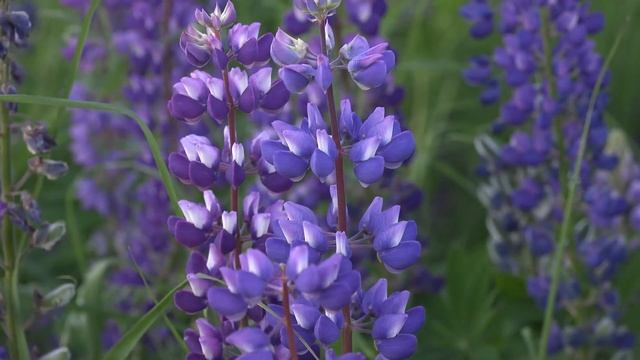 Фотосессия в Люпинах В это время Мы все фотографы Транспортная развязка Новочебоксарск июнь 2020 смотреть онлайн