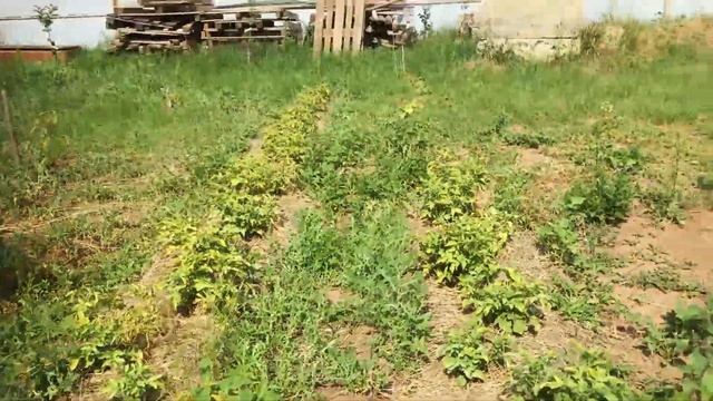 Проращивание картошки на свету или в тени - сравнение смотреть онлайн