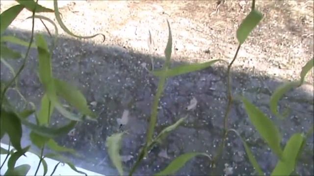 Моё первое черенкование ивы смотреть онлайн