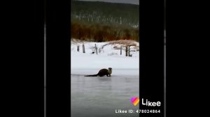 Выдра в дикой природе. Тернейский район.