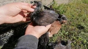 Ждановские голуби. Только начало сезона.
