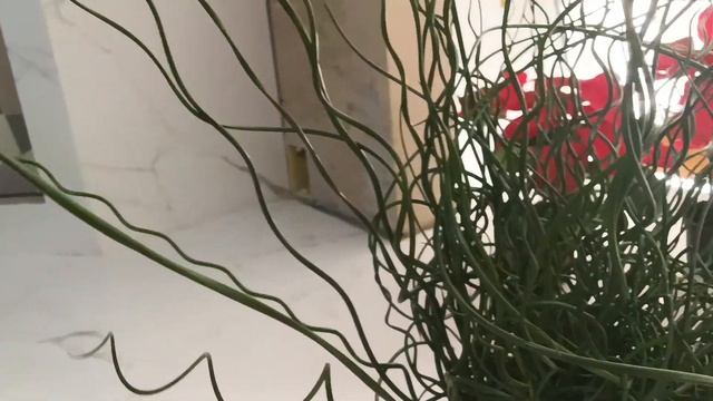 Juncus spiralis ( como cultivar ) смотреть онлайн