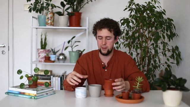 У меня появился суккулент — что делать?