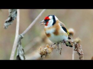 Щегол черноголовый (Carduelis carduelis) - European Goldfinch - Птица 2018 года в Беларуси!