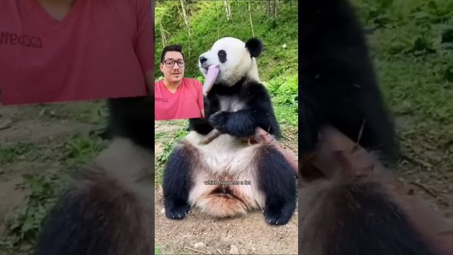 Should we let pandas go extinct?