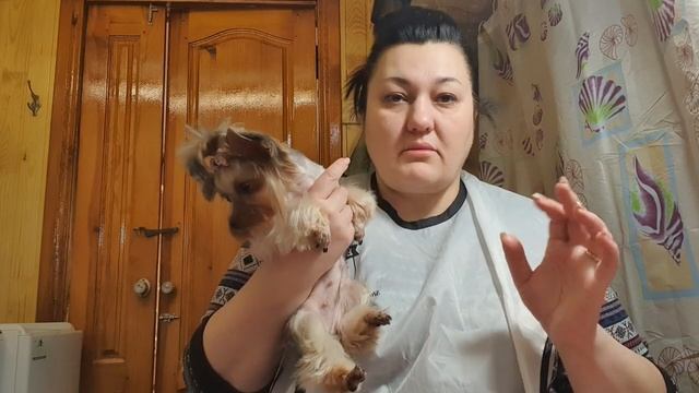 У меня на стрижке йорка доченька моей Лакки, показываю как чистить пароанальные железы.