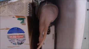 Кот Марсик прикольно слезает с батареи ( Funny cats )