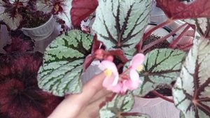 Бегонии декоративно-лиственные. Уход в зимнее время.