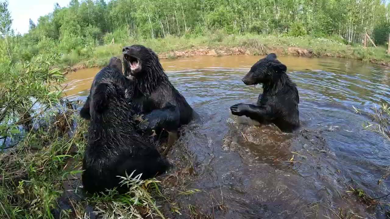 Медведи добрались до холодного озера. смотреть онлайн