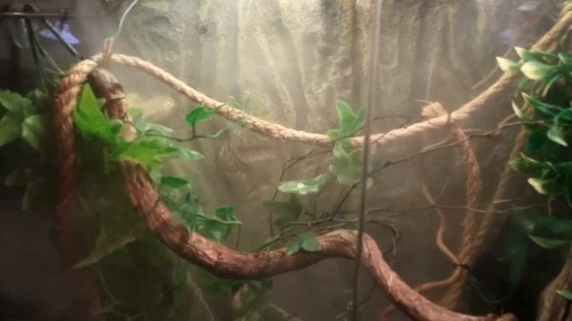 Пантеровый хамелеон ч.2 смотреть онлайн