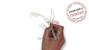 Смотреть эволюции покемонов Пиджит  pidgeot как нарисовать покемона поэтапно карандашом