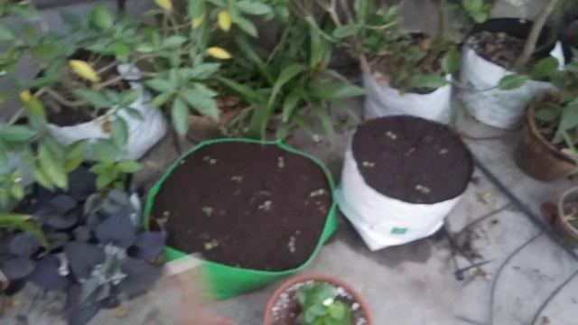 Starting of winter garden 🌺🌻... смотреть онлайн