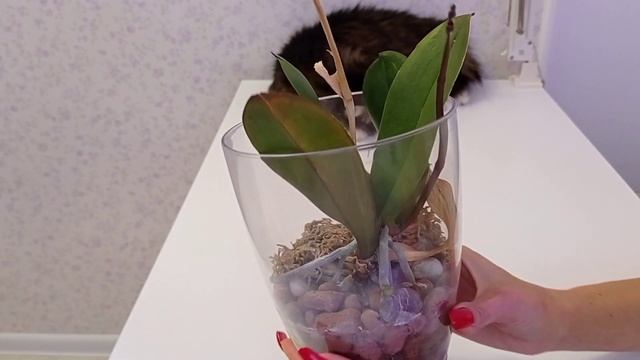 ЦВЕТОНОС из ТОЧКИ РОСТА! Орхидея без корней пустя 9 месяцев! смотреть онлайн