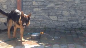 Dog playing with water / собака и вода