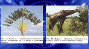 География 7кл. §18 "Растительный и животный мир Земли"