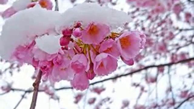 Белой акации гроздья душистые YouTube смотреть онлайн