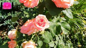 Роза необычайной красоты Вивьен Вествуд.