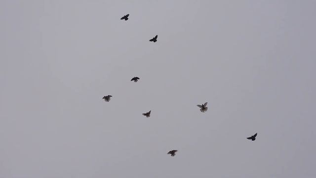 Тренировка по любой погоде. смотреть онлайн