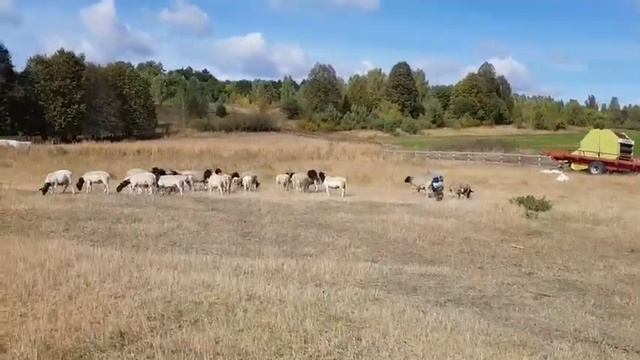 Выпасание овец породы Дорпер смотреть онлайн