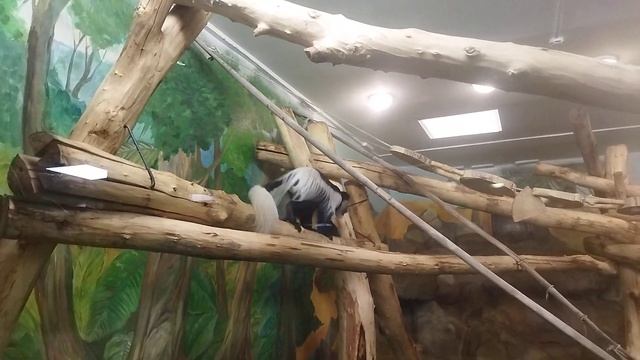 показательное кормление обезьянок восточных колобусов тропическом мире 27 ноября 2022 г. смотреть онлайн