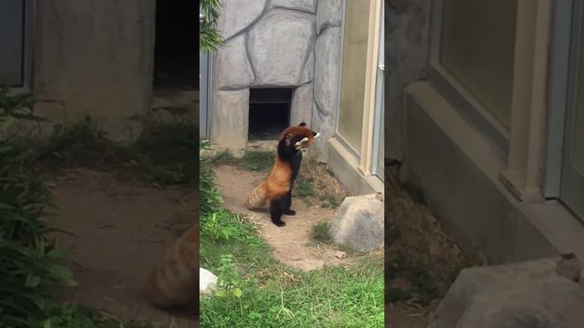 Red Panda Stands up After Being Scared by Rock