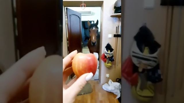 Мастер на все копыта!?