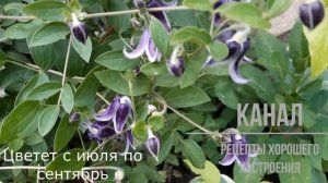 Клематис Ян Фопма 14 06 2020 (Clematis Jan Fopma)