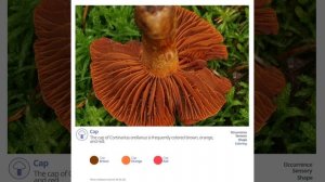 Fools webcap (Cortinarius orellanus) | Coloring | Practical Short Profile | Shroomers