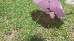 Котик Милки Вэй под зонтом на Шри-Ланке_Танюшка Курчина_Семейные Бунгало 2018