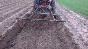 Сетчатая борона своими руками в работе. Первые метры сплошной обработки картофеля