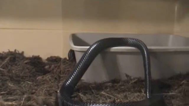 Forest Cobra (Naja melanoleuca) breeding at KRZ смотреть онлайн