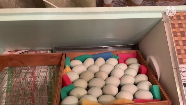 Амераукана. Взвешиваем инкубационные яица и цыплят. смотреть онлайн