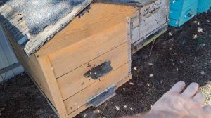 добренькие пчёлки