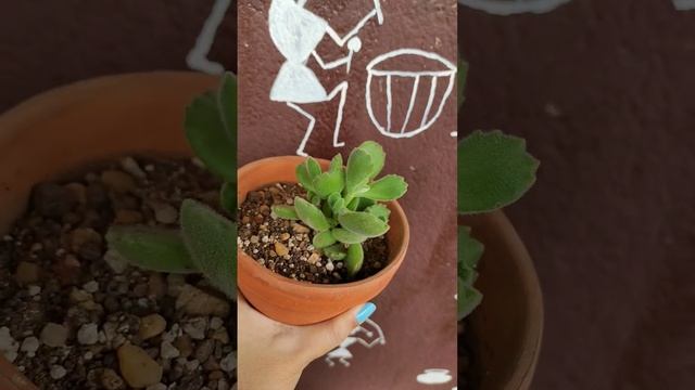 Cotyledon tomentosa | Bear's Paw Plant ?