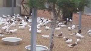 Знаменитые широкохвостые голуби Гейдара Бабаева.  1часть
