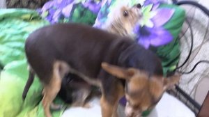 Маленькие собаки рычат и лают на камеру: русский той-терьер